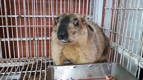 老鼠吃瓜视频在线观看免费,免费观看老鼠吃瓜萌态视频  第2张